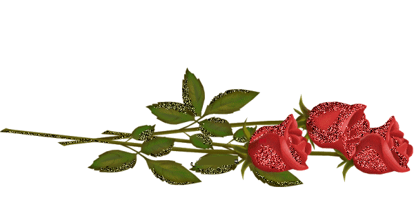 des rose rouge